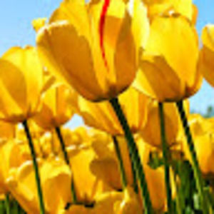 Meet your Posher, Cynthia